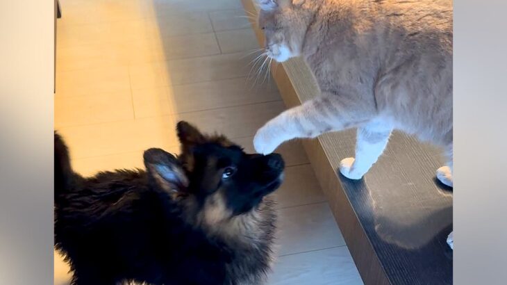 新入りの子犬に先住猫がパンチ→ケンカが始まると、兄犬が登場して…イケメンすぎる『まさかの神対応』に反響「頼もしい先輩」「兄貴」(ブログ)