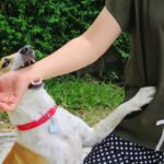 犬が『甘噛み』をしてくる心理５選　なぜ噛んでくるの？やめてもらうための解決策まで(ブログ)