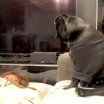 飲みすぎて酔い潰れたママ→心配した犬がやってきて…愛を感じる『全力で一生懸命な光景』に反響「いい子」「熱烈なペロペロに笑っちゃうｗ」(ブログ)