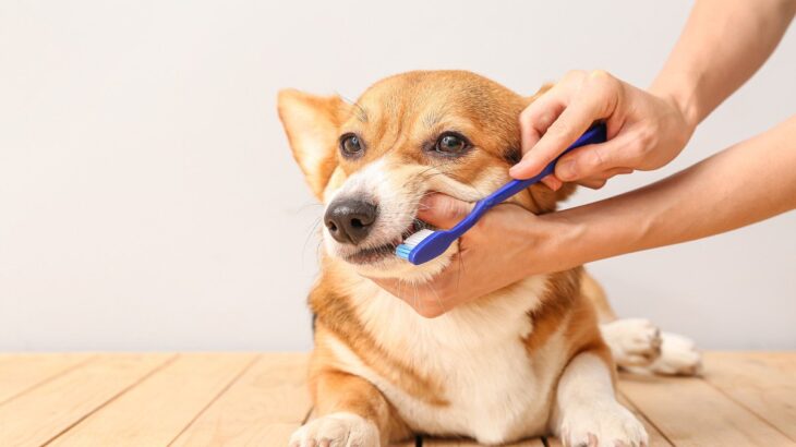 犬の『歯磨き』やりすぎはNG？知っておくべき3つのことから正しい方法まで(ブログ)