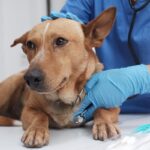 絶対に放置してはいけない『犬の病気』2つ　愛犬の命を守るために日頃から心がけるべきこととは(ブログ)