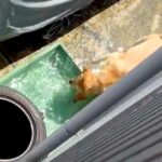 水遊びする大型犬を『スマホでこっそり隠し撮りをした』結果→気付かれてしまい…とんでもなく尊い光景が53万表示「お誘いかな？」「可愛すぎ」(ブログ)