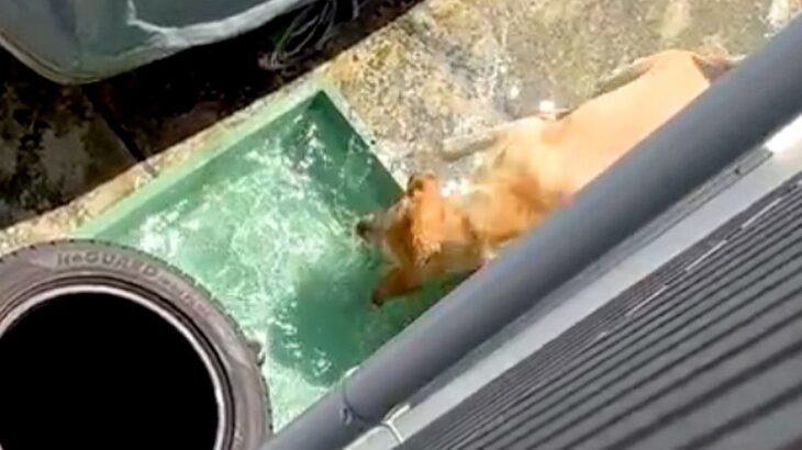 水遊びする大型犬を『スマホでこっそり隠し撮りをした』結果→気付かれてしまい…とんでもなく尊い光景が53万表示「お誘いかな？」「可愛すぎ」(ブログ)