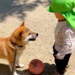 ２歳の小さな子どもと犬がサッカーをした結果→まるでお姉ちゃんのようで…あまりにも『尊すぎる光景』が32万再生「微笑ましいふたり」「優しい」(ブログ)