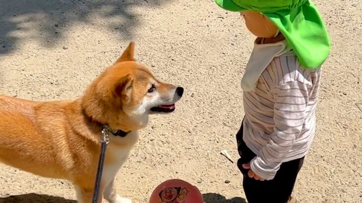 ２歳の小さな子どもと犬がサッカーをした結果→まるでお姉ちゃんのようで…あまりにも『尊すぎる光景』が32万再生「微笑ましいふたり」「優しい」(ブログ)