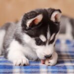 犬が『肉球を舐め続ける』5つの心理　手足を気にしすぎてしまう理由や危険な状態まで(ブログ)