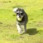 庭でボール遊びをしている犬→部屋に戻って遊ぼうとしたら…直後に起きた『まさかのハプニング』に「可愛すぎて吹いた」「表情わろたｗｗ」の声(ブログ)