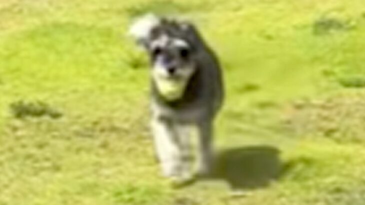 庭でボール遊びをしている犬→部屋に戻って遊ぼうとしたら…直後に起きた『まさかのハプニング』に「可愛すぎて吹いた」「表情わろたｗｗ」の声(ブログ)