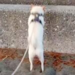 海岸へ行った犬が『石段を登ろうとしたジャンプした』結果…手に汗握る『まさかの光景』に腹筋崩壊「思わず応援したｗｗｗ」「声出して笑った」(ブログ)