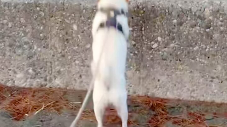 海岸へ行った犬が『石段を登ろうとしたジャンプした』結果…手に汗握る『まさかの光景』に腹筋崩壊「思わず応援したｗｗｗ」「声出して笑った」(ブログ)