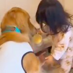 小さな女の子が『大型犬の朝ごはん担当』になった結果…思わず笑みがこぼれる『尊すぎる朝の様子』が7万再生「思いやりにあふれてる」と悶絶(ブログ)