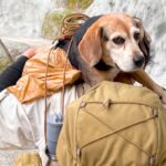渓流釣りをしていた男性２人が迷子犬を発見→３時間、担いで歩いたら…『思わず涙する結末』が233万再生「素敵な人」「感動した」と称賛続々(ブログ)