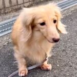 外に怯えてブルブル震えていた『表情のない保護犬』→１年半後…まさかの『別犬に見えるほどの激変ぶり』に「お顔が違う」「応援してる」と反響(ブログ)