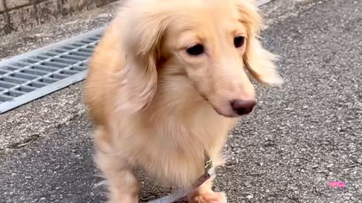 外に怯えてブルブル震えていた『表情のない保護犬』→１年半後…まさかの『別犬に見えるほどの激変ぶり』に「お顔が違う」「応援してる」と反響(ブログ)