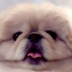 リモート会議に参加した犬→あまりにも馴染みすぎていて…まさかの『服の柄と化す光景』に7万いいね集まる「大爆笑ｗｗ」「本当に服で草」(ブログ)