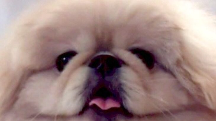 リモート会議に参加した犬→あまりにも馴染みすぎていて…まさかの『服の柄と化す光景』に7万いいね集まる「大爆笑ｗｗ」「本当に服で草」(ブログ)