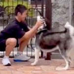離れて暮らす息子が帰省→相思相愛なハスキー犬と再会したら…愛に溢れた『想定以上の熱烈歓迎』が10万再生「可愛すぎる兄弟」「素敵」と絶賛(ブログ)