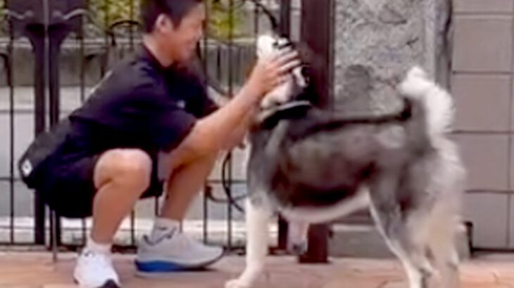 離れて暮らす息子が帰省→相思相愛なハスキー犬と再会したら…愛に溢れた『想定以上の熱烈歓迎』が10万再生「可愛すぎる兄弟」「素敵」と絶賛(ブログ)
