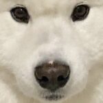 飼い主『今日まゆげ濃くない？』→大型犬の顔を観察してみたら…可愛すぎる『まさかの光景』に「テッドに似てるｗ」「並行眉毛」と4万いいね(ブログ)