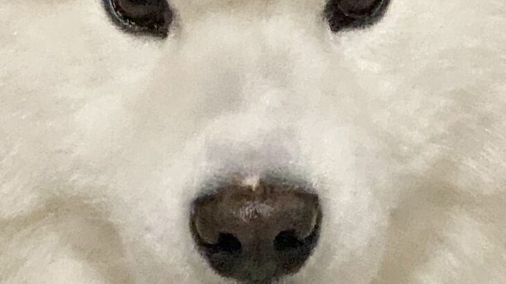 飼い主『今日まゆげ濃くない？』→大型犬の顔を観察してみたら…可愛すぎる『まさかの光景』に「テッドに似てるｗ」「並行眉毛」と4万いいね(ブログ)