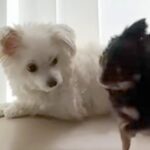 ソファの上でしつこく遊びに誘われている犬→怒りそうだなと思ったら…まさかの『悲劇的な光景』が36万再生「優しいね」「可愛いハプニング」(ブログ)