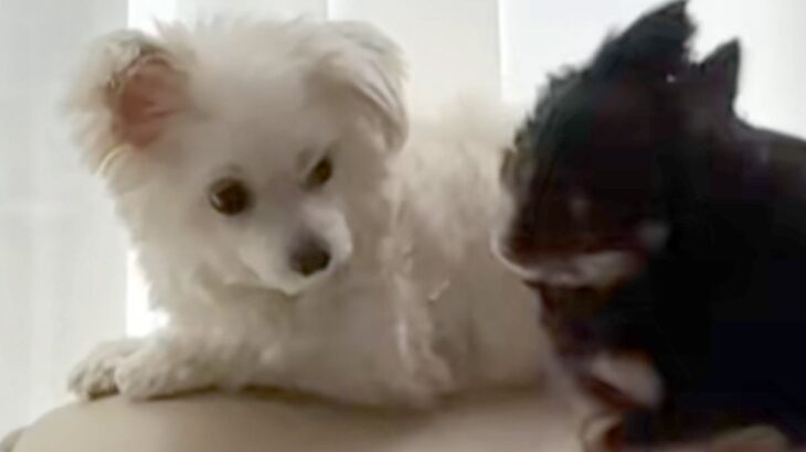 ソファの上でしつこく遊びに誘われている犬→怒りそうだなと思ったら…まさかの『悲劇的な光景』が36万再生「優しいね」「可愛いハプニング」(ブログ)
