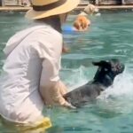 暑い日、犬をプールに連れて行った結果…思わず笑ってしまう『芸人並みのリアクション』が43万再生「表情がなんともｗｗ」「ルンルン最高」(ブログ)