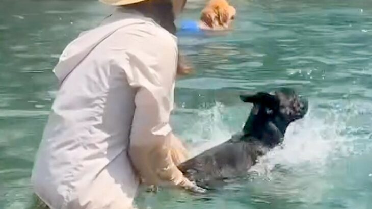 暑い日、犬をプールに連れて行った結果…思わず笑ってしまう『芸人並みのリアクション』が43万再生「表情がなんともｗｗ」「ルンルン最高」(ブログ)
