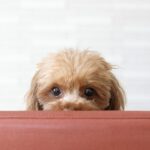 『家族が好きじゃない犬』がみせる共通点5選　信頼を取り戻すためにすべきことまで(ブログ)