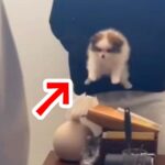 『犬嫌いの母』にサプライズで赤ちゃん犬を見せたら…困惑しながらも見せた『想定外の行動』が21万再生「笑ったｗ」「子犬マジック」と絶賛(ブログ)