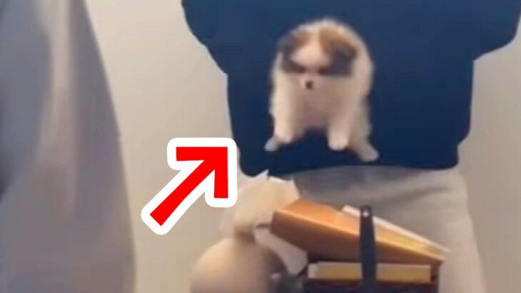 『犬嫌いの母』にサプライズで赤ちゃん犬を見せたら…困惑しながらも見せた『想定外の行動』が21万再生「笑ったｗ」「子犬マジック」と絶賛(ブログ)