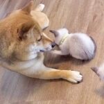 散歩中に犬が発見した赤ちゃん猫→甘えん坊に成長して…一生懸命に『子育てをする光景』が40万再生「めちゃくちゃ幸せそう」「優しい」と絶賛(ブログ)