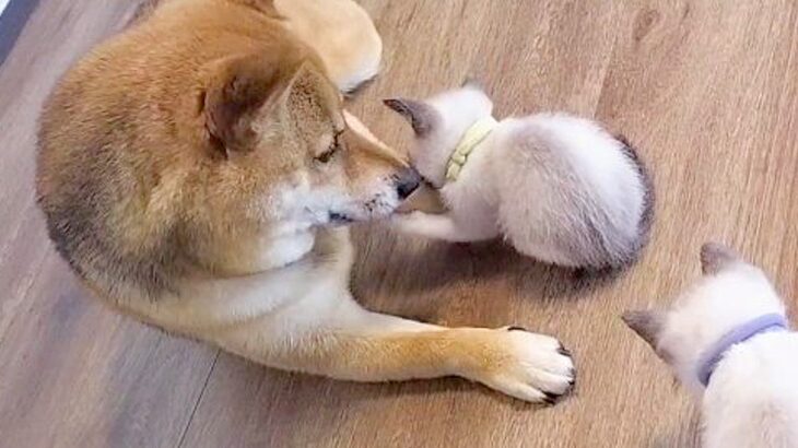 散歩中に犬が発見した赤ちゃん猫→甘えん坊に成長して…一生懸命に『子育てをする光景』が40万再生「めちゃくちゃ幸せそう」「優しい」と絶賛(ブログ)