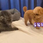 歯磨きガムを食べる2匹の犬→弟が兄に意地悪したら…まるで『人間の子どものようなやり取り』に反響「なんだかんだ仲良しｗ」「最強コンビ」(ブログ)