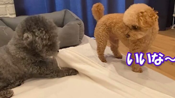 歯磨きガムを食べる2匹の犬→弟が兄に意地悪したら…まるで『人間の子どものようなやり取り』に反響「なんだかんだ仲良しｗ」「最強コンビ」(ブログ)
