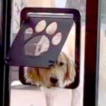 庭で遊んでいた3頭の大型犬→網戸につけた『犬用ドア』で部屋に入ろうとしたら…完全に想定外な『豪快すぎる結末』が13万再生の反響(ブログ)
