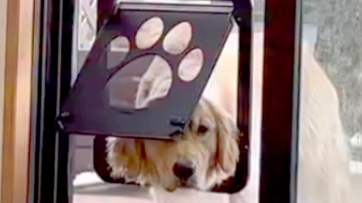 庭で遊んでいた3頭の大型犬→網戸につけた『犬用ドア』で部屋に入ろうとしたら…完全に想定外な『豪快すぎる結末』が13万再生の反響(ブログ)