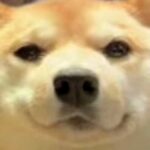 Web会議に参加した犬→映像を見返してみたら…普段と違いすぎる『もはや別犬な光景』に2万いいね「輪郭がｗｗｗ」「まん丸で可愛い」と反響(ブログ)