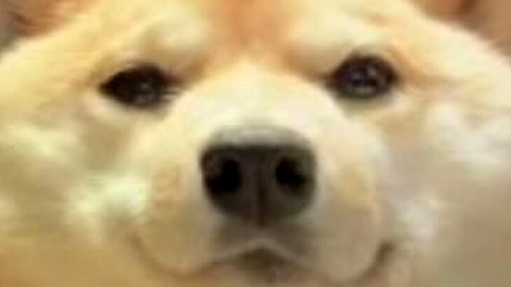 Web会議に参加した犬→映像を見返してみたら…普段と違いすぎる『もはや別犬な光景』に2万いいね「輪郭がｗｗｗ」「まん丸で可愛い」と反響(ブログ)