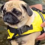 川で犬かきの練習をする犬→やる気満々だったのに、水に入った瞬間…『まさかの展開』が12万再生「超高速なの可愛すぎる」「爆笑した」と反響(ブログ)
