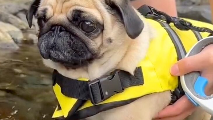 川で犬かきの練習をする犬→やる気満々だったのに、水に入った瞬間…『まさかの展開』が12万再生「超高速なの可愛すぎる」「爆笑した」と反響(ブログ)