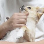 飼い主の浮気を察知して激怒する犬→仲直りをしたら…もはや人間のような『今まで以上に甘えん坊になってしまう光景』が4万再生「可愛すぎｗ」(ブログ)