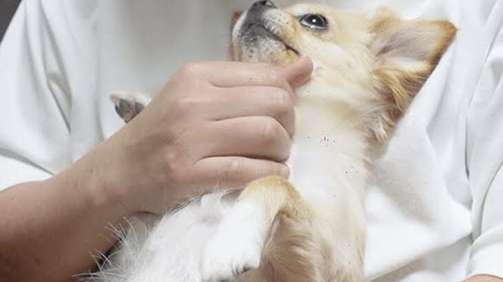 飼い主の浮気を察知して激怒する犬→仲直りをしたら…もはや人間のような『今まで以上に甘えん坊になってしまう光景』が4万再生「可愛すぎｗ」(ブログ)