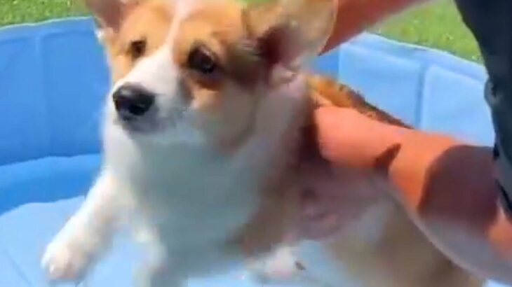 生後3ヵ月の赤ちゃん犬を『初めてプールに入れようとした』結果…必死すぎる『愛おしい行動』に3万9000いいね集まる「かわいい」「癒される」の声(ブログ)