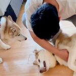 甘えるハスキー犬を撫でた結果→もう1匹のハスキーが来て…まさかの『嫉妬でブチギレる光景』に1万いいね「たまらん可愛さ」「独占禁止法ｗ」(ブログ)