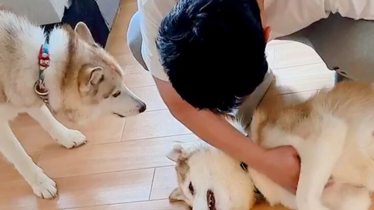 甘えるハスキー犬を撫でた結果→もう1匹のハスキーが来て…まさかの『嫉妬でブチギレる光景』に1万いいね「たまらん可愛さ」「独占禁止法ｗ」(ブログ)