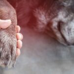 犬が亡くなったらどうすべき？必ずやらなければならない3つのこととは？(ブログ)