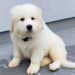 『超大型犬の赤ちゃん』をお迎え→たった生後7ヵ月で…想像以上な『驚異のビフォーアフター』に「幸せで大きくなったんだ」「ずっと幸せに」の声(ブログ)