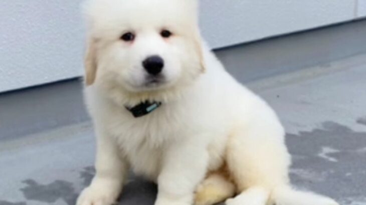 『超大型犬の赤ちゃん』をお迎え→たった生後7ヵ月で…想像以上な『驚異のビフォーアフター』に「幸せで大きくなったんだ」「ずっと幸せに」の声(ブログ)