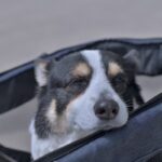 犬が『認知症』になったときに見せる症状6選　気をつけるべき行動の変化とは？(ブログ)
